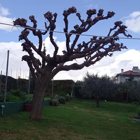 Tammy's Garden House Willa