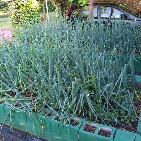Tammy's Garden House فيلة