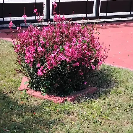 Tammy's Garden House ليبتوكاريا