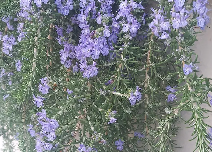 Tammy's Garden House Λεπτοκαρυά